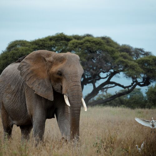 3-Day Ngorongoro & Tarangire Wildlife Express – Copy